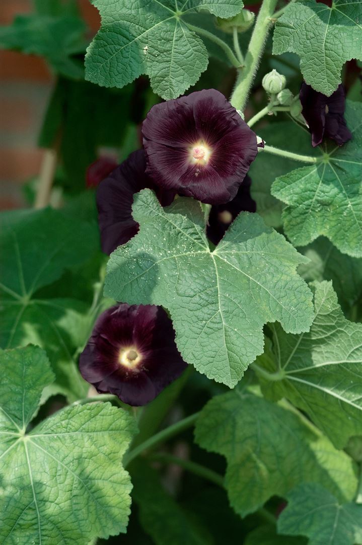 Pflanzen-für-dich.de Alcea rosea 'Nigra', Stockrose, dunkelviolett, ca. 9x9 cm Topf