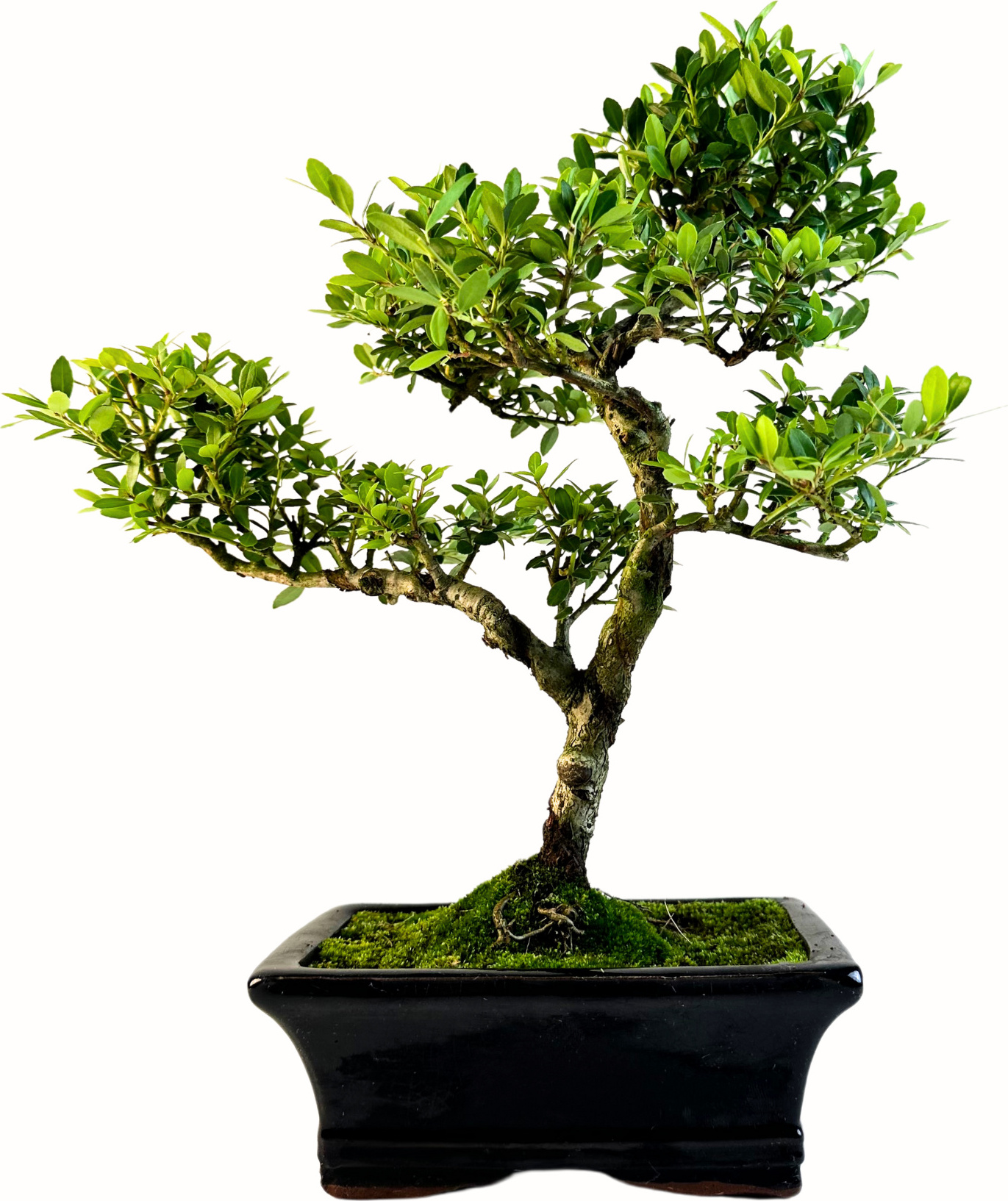 Bonsai LT Ilex Crenata Bonsai P15 S Japanische Stechpalme