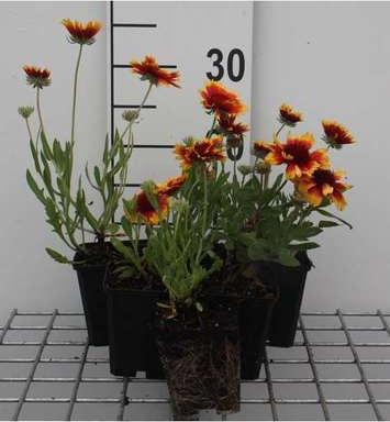 GRDplanten 6 x Gaillardia hybr. 'Bremen' - Kokardenblume - Topf 9 x 9 cm
