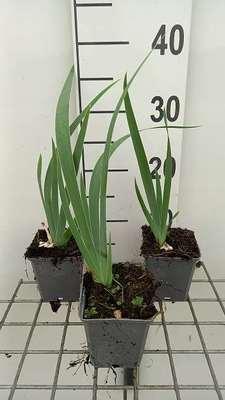 GRDplanten 6 x Iris (germ.) 'Rose' - Schwertlilie - Topf 9 x 9 cm