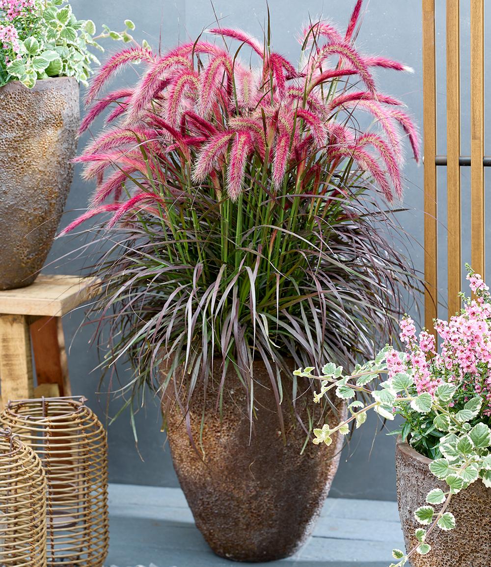 Baldur-Garten BALDUR Garten 1x Lampenputzergras 'Tiny Tails®', Pflanze im 9x9 cm-Topf, kompakter Wuchs, üppige Blüte, dunkelrotes Laub und kirschrote Blüten, pflegeleicht und trockenheitsresistent
