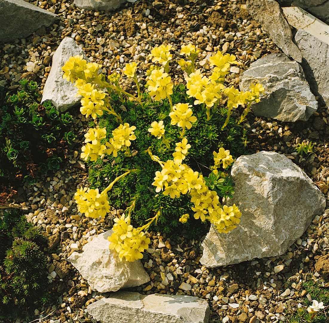 Pflanzen-für-dich.de Saxifraga x apiculata, Steinbrech, ca. 9x9 cm Topf, kompakt