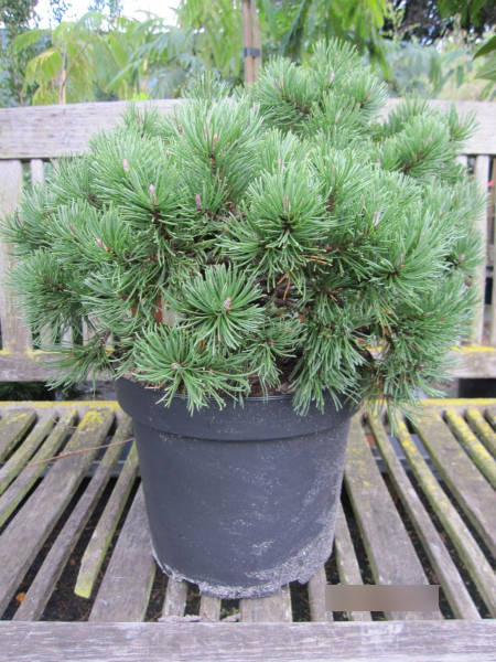 Baumschule Kugelkiefer Mops - Pinus mugo Mops - 30-40cm