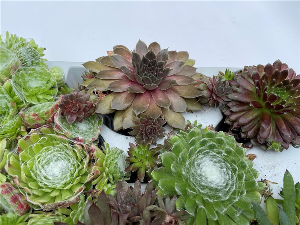 Blumen Eber Hauswurz Mix Set - Dachwurz, Sempervivum, winterhart im Topf 9 - 10 cm - 8er Mix SEMVIVMIX_8er