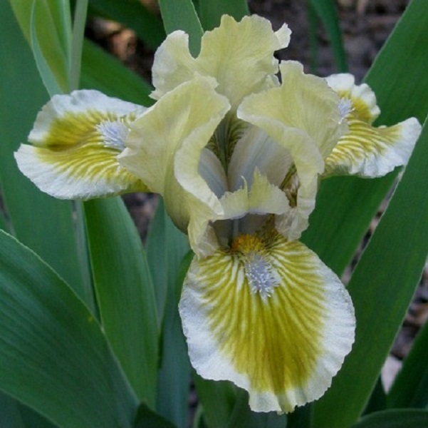 Arborix, grüner und billiger 6 x Zwergige Schwertlili - Iris 'Green Little' | Topf 9cm x 9cm IRGLITT-113