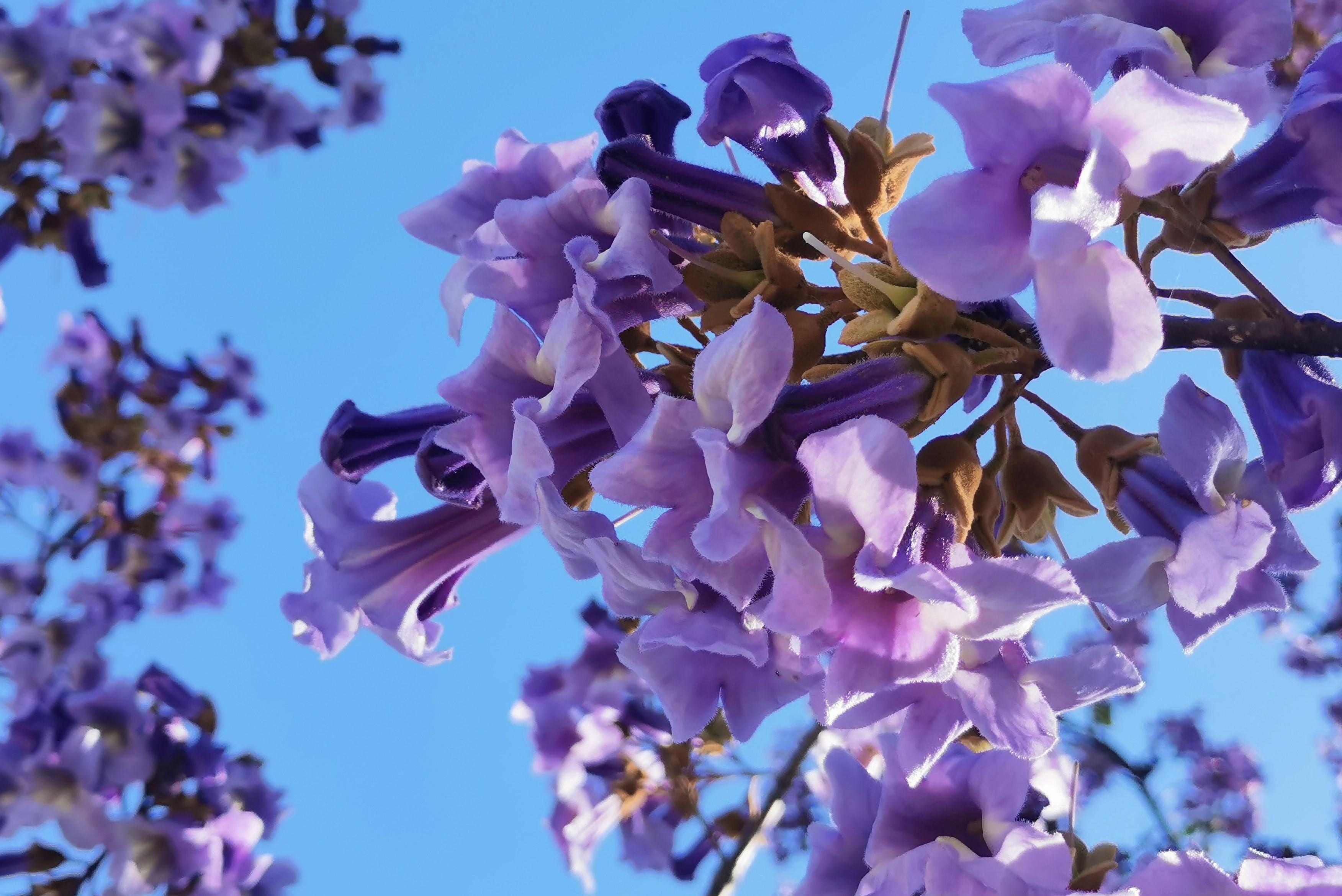Jumbogras & Energiepflanzen GmbH Paulownia Probierpaket - 4 verschiedene Paulownia zum Testen