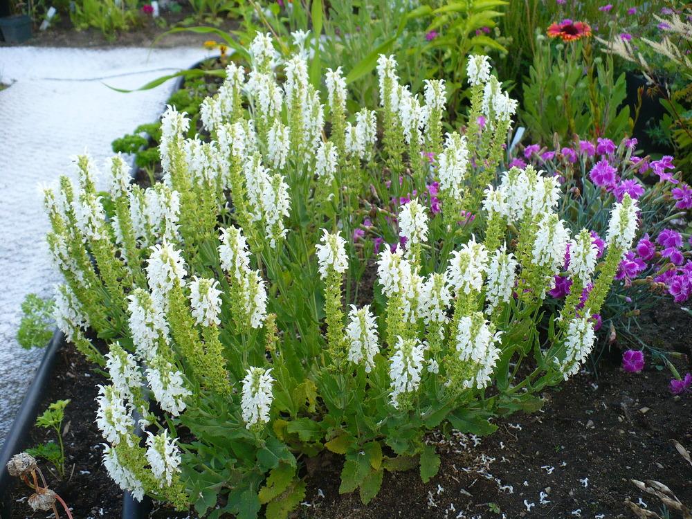 Stauden Gänge 3 x Salvia nemorosa 'Sensation White®'(Ziergras/Gräser/Stauden) Steppen-Salbei