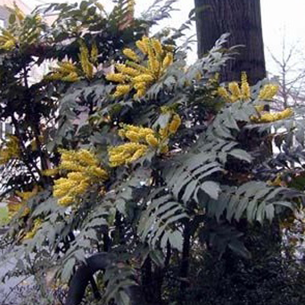 Arborix, grüner und billiger Mahonie 'Bealei' - Mahonia japonica (= Bealei) | 50- 60 cm im Container MABEALEI-285