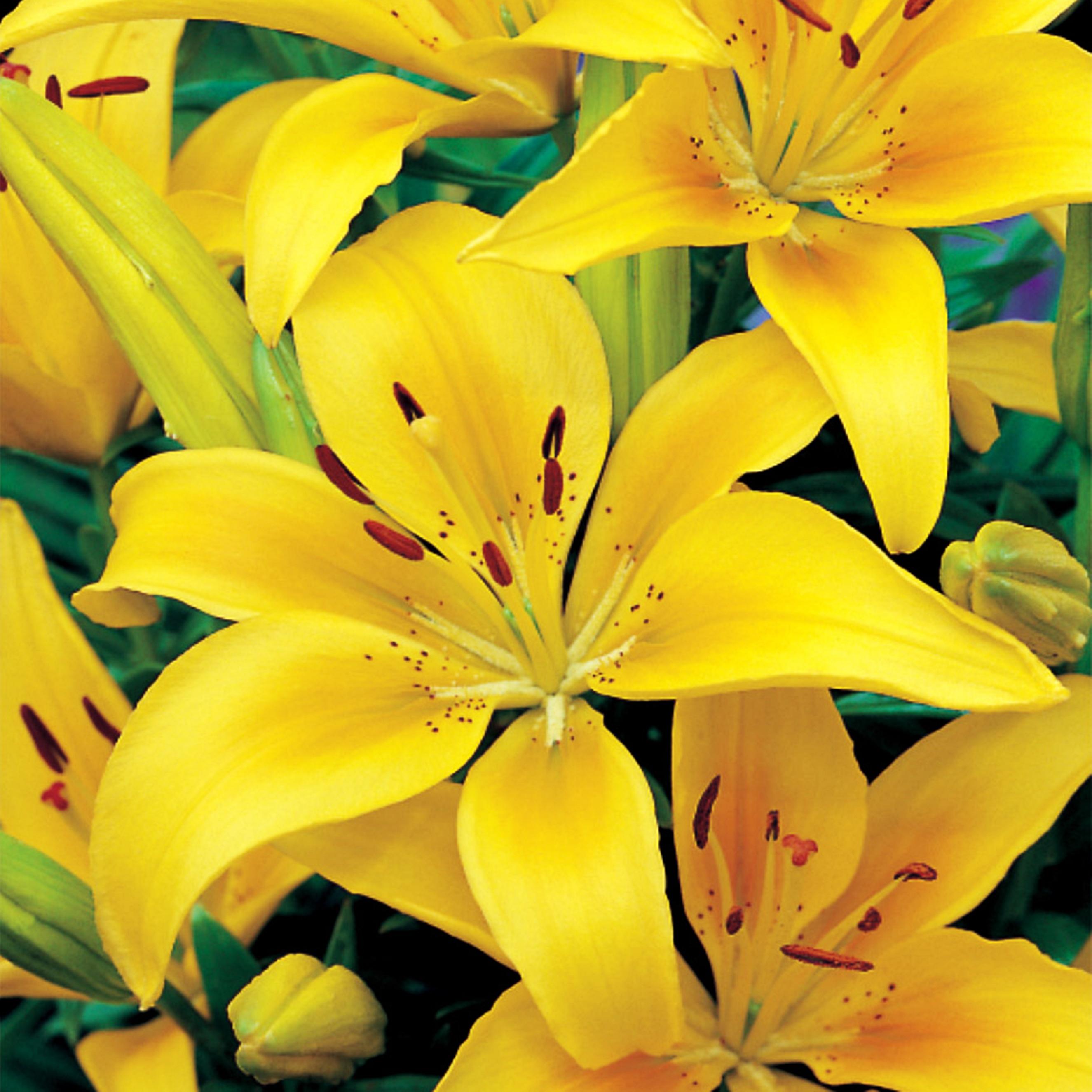 Benex Asiatische Lilie Lilium Zwiebel Blumen Asiatische Lilie Gelb XXL 1 St.