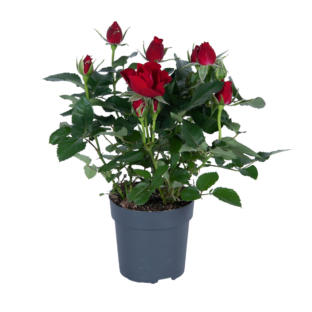 MEERGroothandel Rosa Rood - Ø17Cm - 45Cm FU-7711