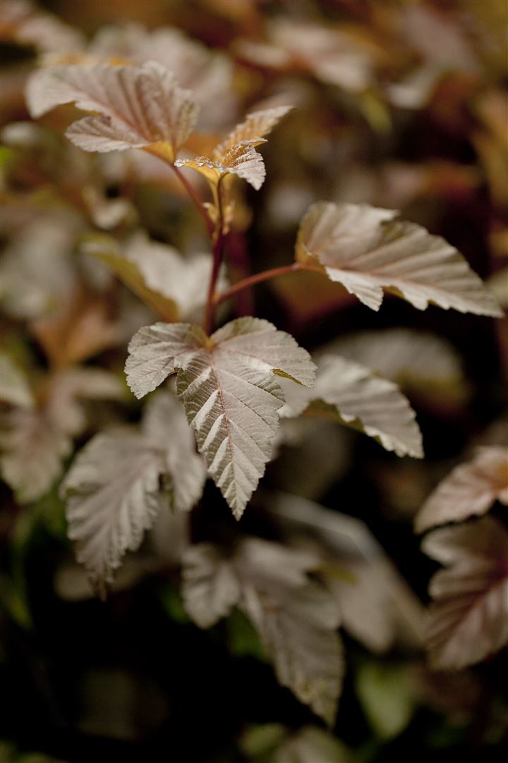 Pflanzen-für-dich.de Physocarpus opulifolius 'Lady in Red', Blasenspiere, rotlaubig, 40–60 cm