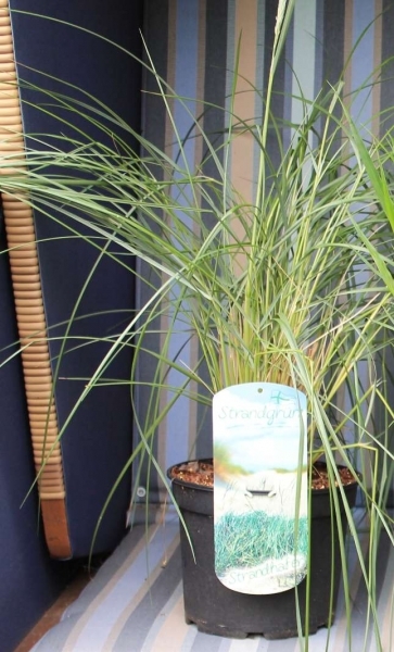 Baumschule Gewöhnlicher Strandhafer Ammophila arenaria Sandrohr Seehafer Helm