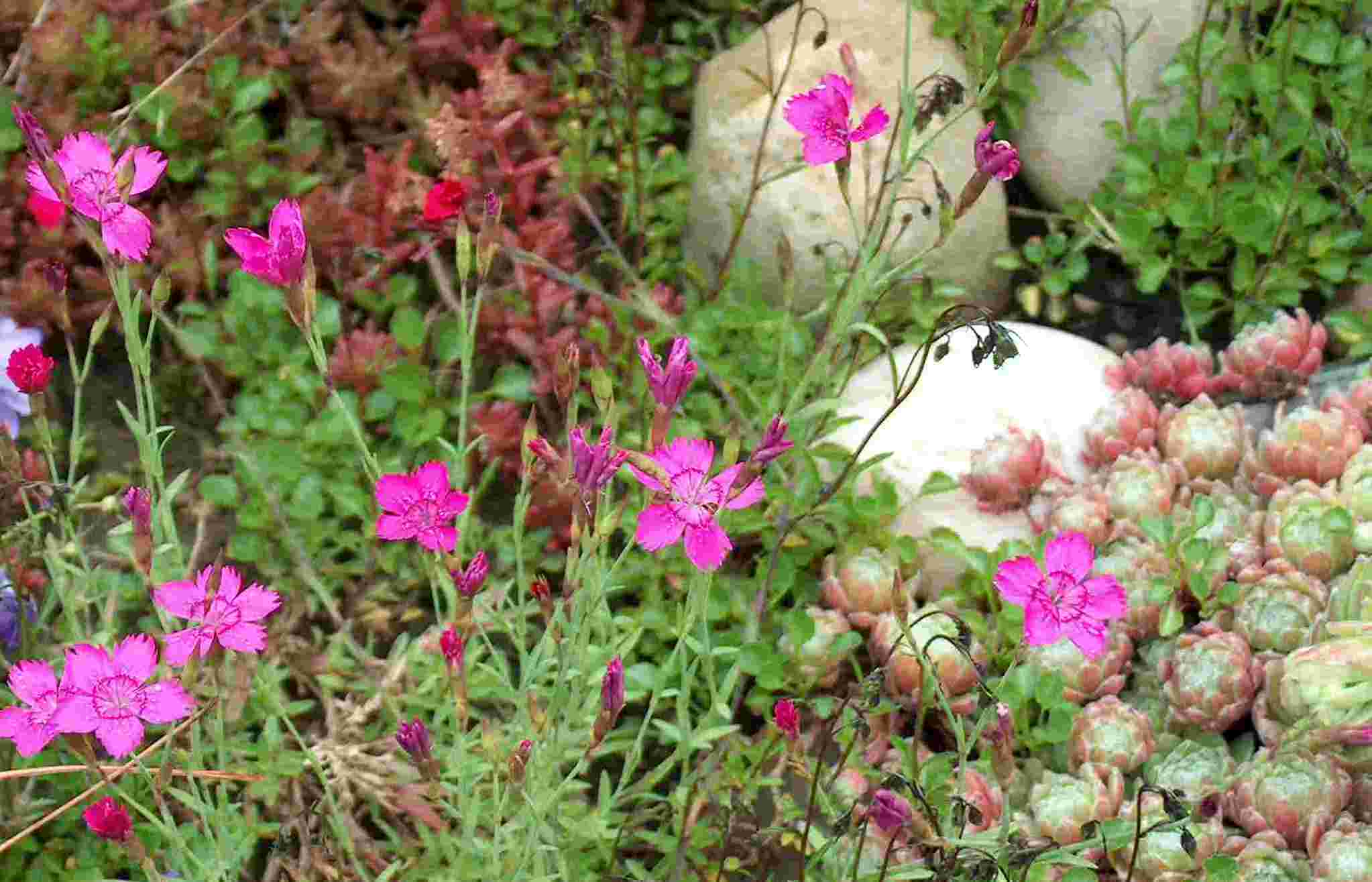 Mühlan Wasserpflanzen 1 getopfte Pflanze für den Steingarten in Gärtnerqualität 2436
