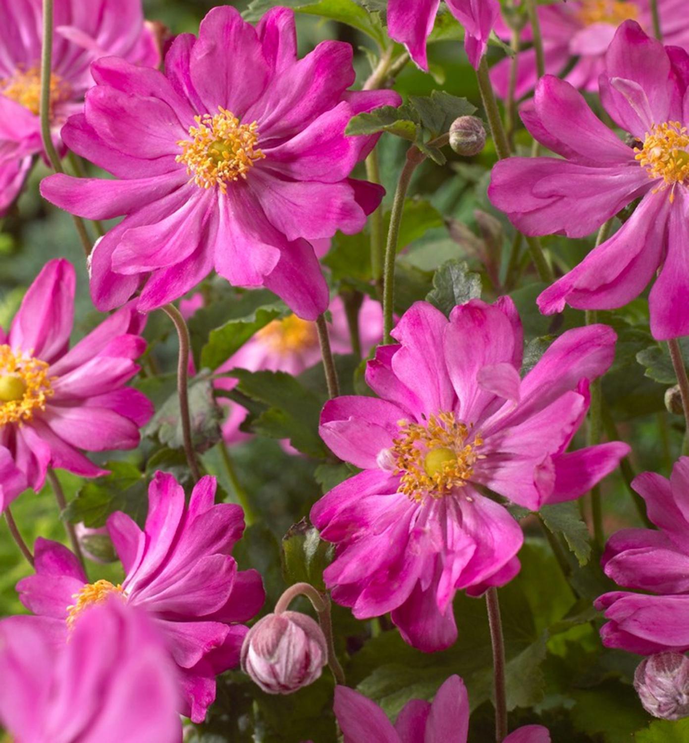 Studený s. r. o. Anemone 'PRINZ HEINRICH' Cont. 1,5 l