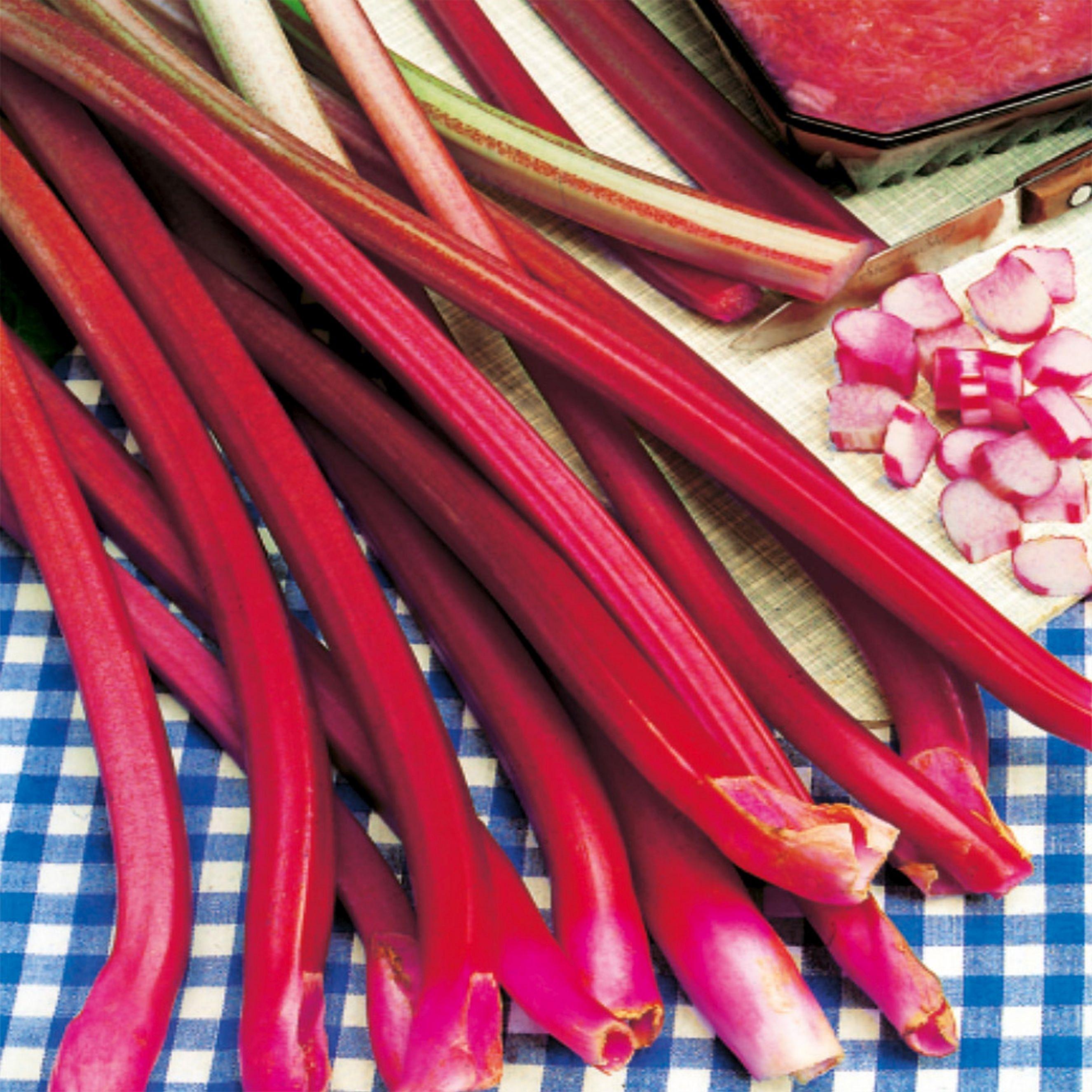 Benex Rhabarber Pflanzkübel Rhizom Rheum Red Champagne 1 St.