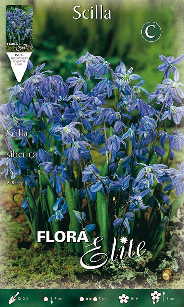 Scilla Blaustern (15 Stück) | Blausternzwiebeln von Flora Elite 490002-fe