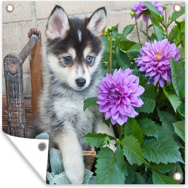 MuchoWow® 40x30 cm Outdoor-Poster Gartendeko Sichtschutz Garten Poster für den Garten Pomsky-Welpe zwischen Blumen 133|17313369