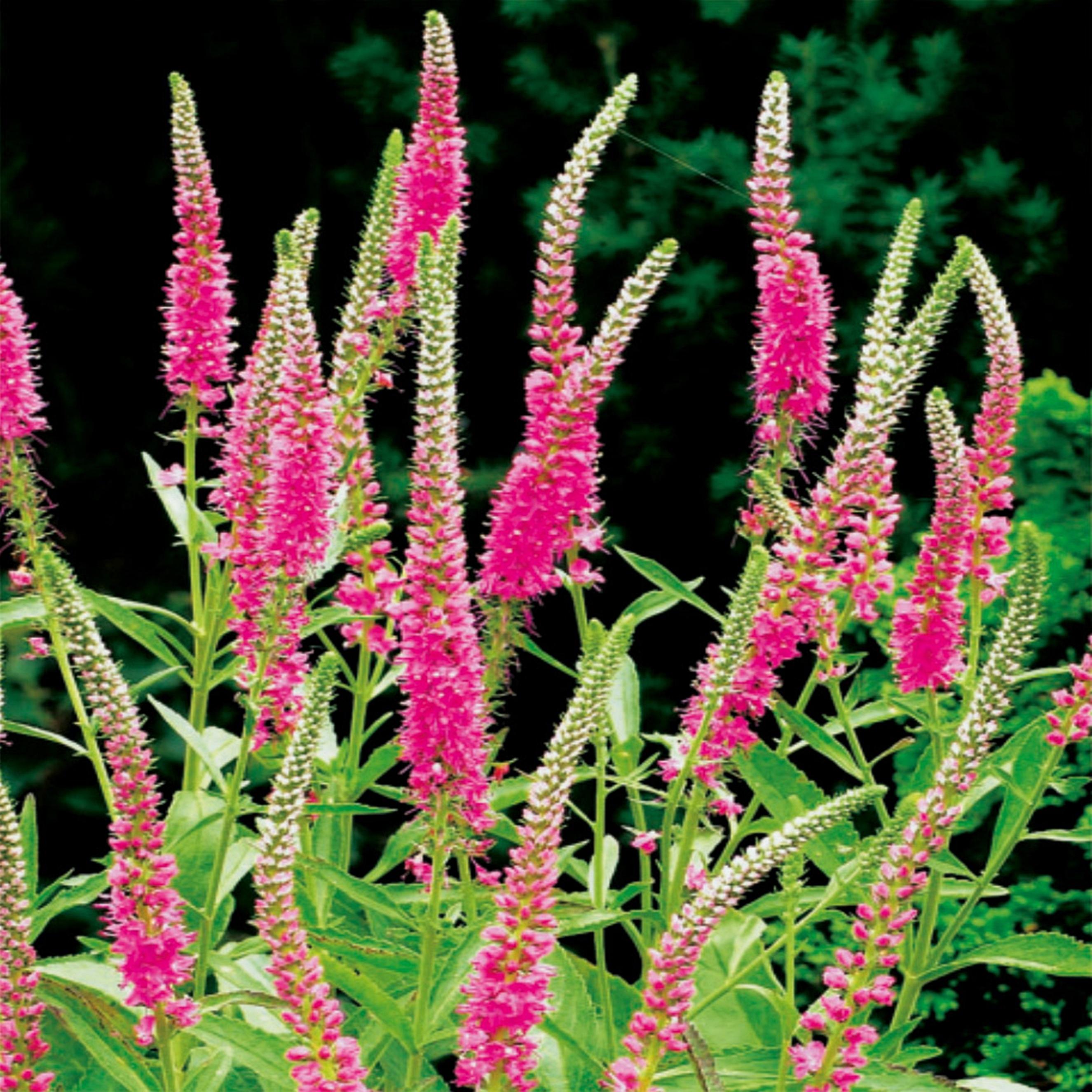 Benex Ehrenpreis Trockenheitsresistent Veronica Ähriger Ehrenpreis Rose 1 St.