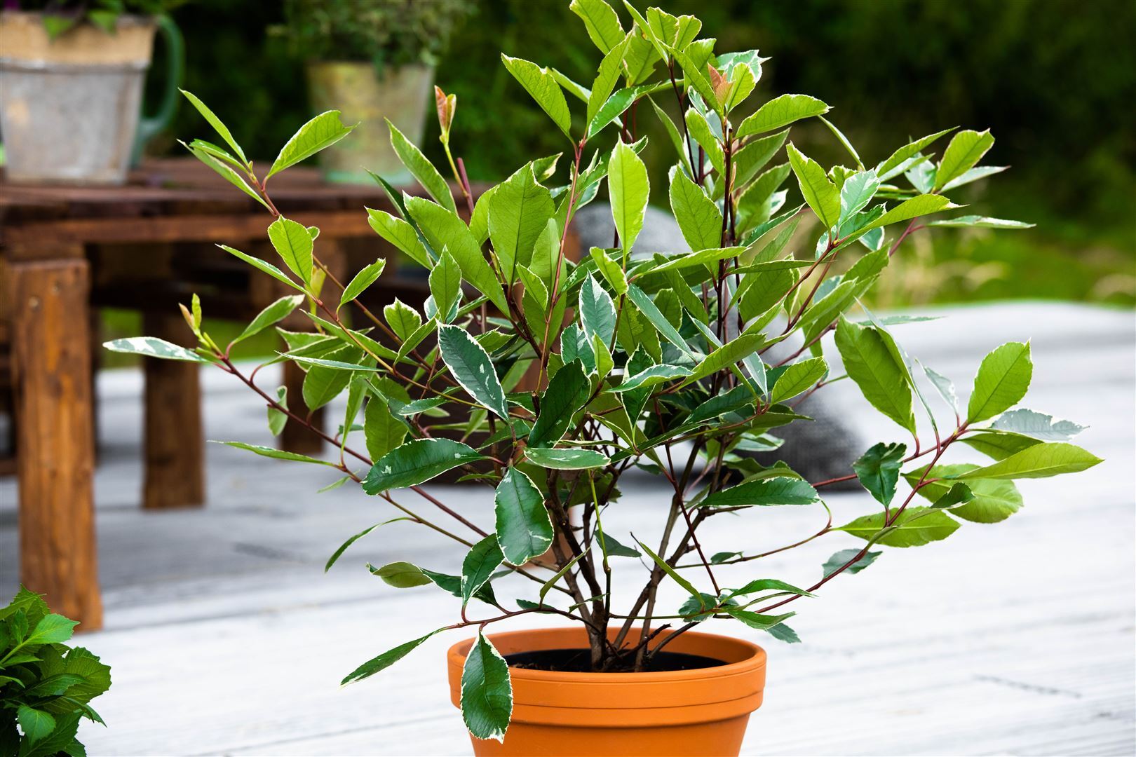 Pflanzen-für-dich.de Photinia fraseri 'Louise', Glanzmispel, 60–80 cm