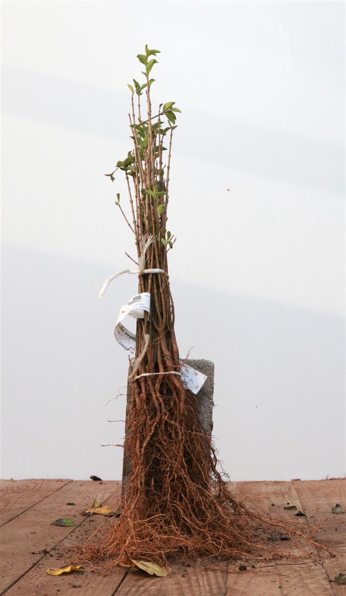 Pflanzen-für-dich.de Ligustrum ovalifolium, Ovalblättriger Liguster, 20–40 cm