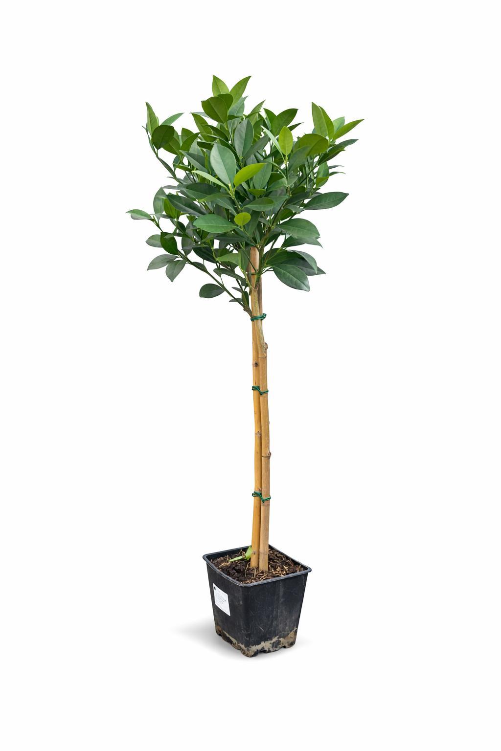 Blumen-Senf Orangenbaum Citrus sinensis Washington Navel 120–140 cm – süße Saftorangen, winterhart bedingt, Kübelpflanze Terrasse Balkon Garten