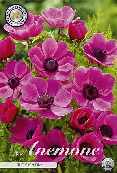 Anemone The Caen Rose (15 Stück) | Anemonenknollen von Sam van Schooten 40298-bl