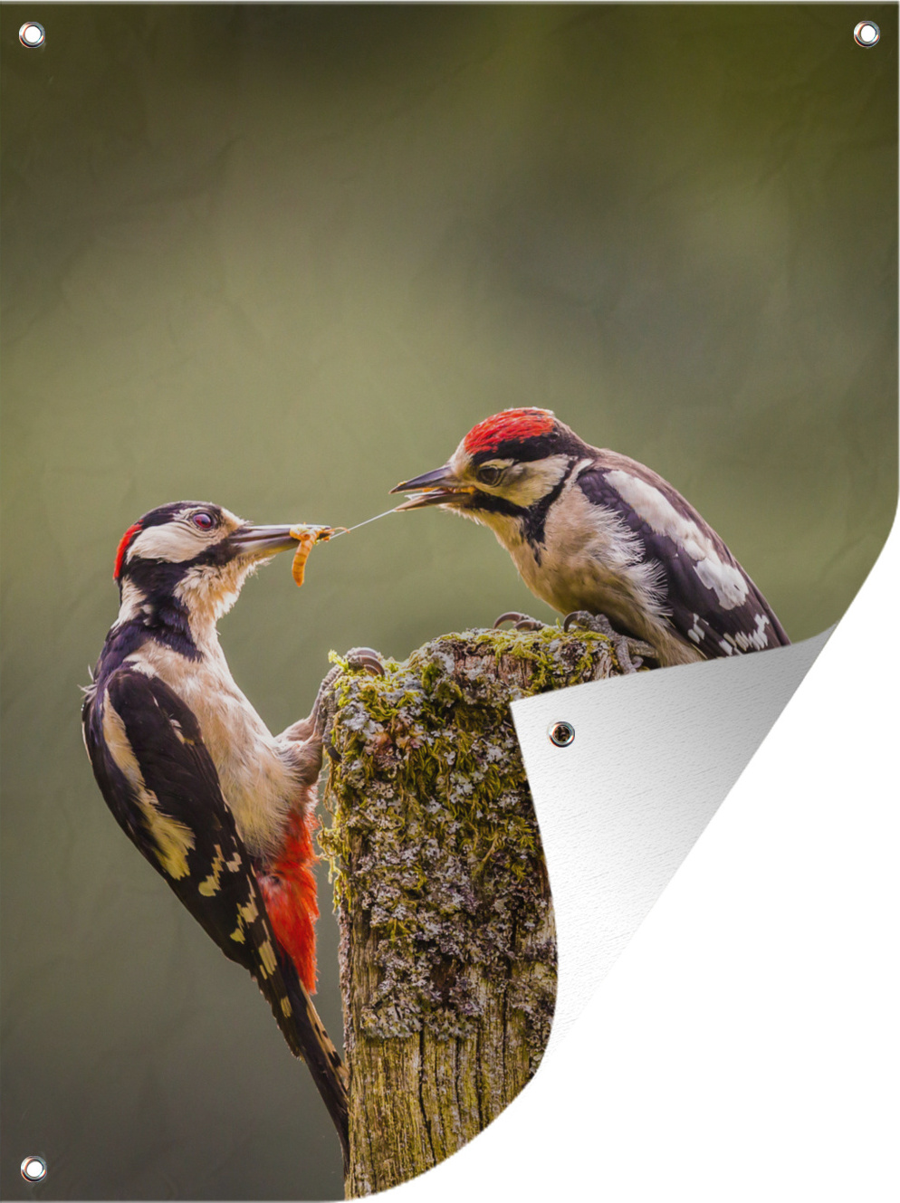 MuchoWow® 30x40 cm Outdoor-Poster Gartendeko Sichtschutz Garten Poster für den Garten Zwei Buntspechte konkurrieren um Nahrung 133|3723173