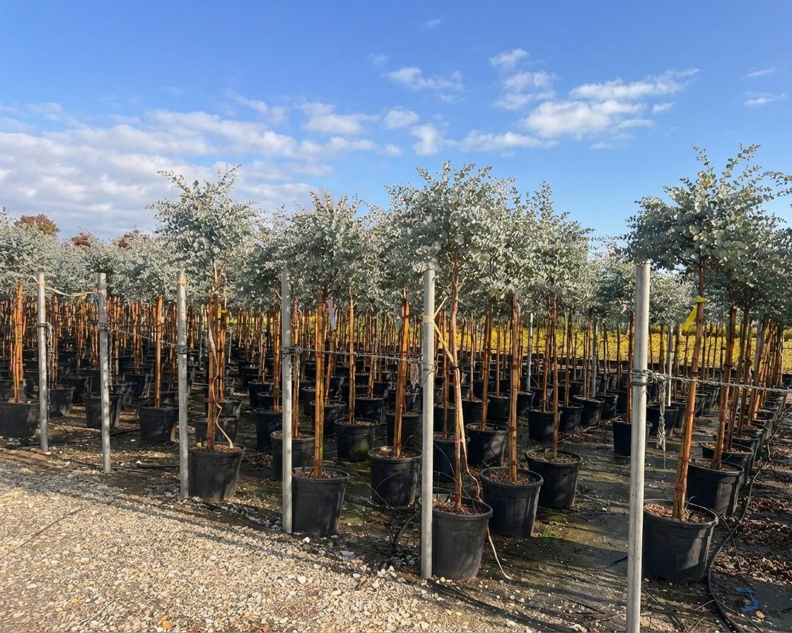 Sunny Tree - Eucalyptus gunnii 'Azura' auf Stamm - Winterhart - 150 cm
