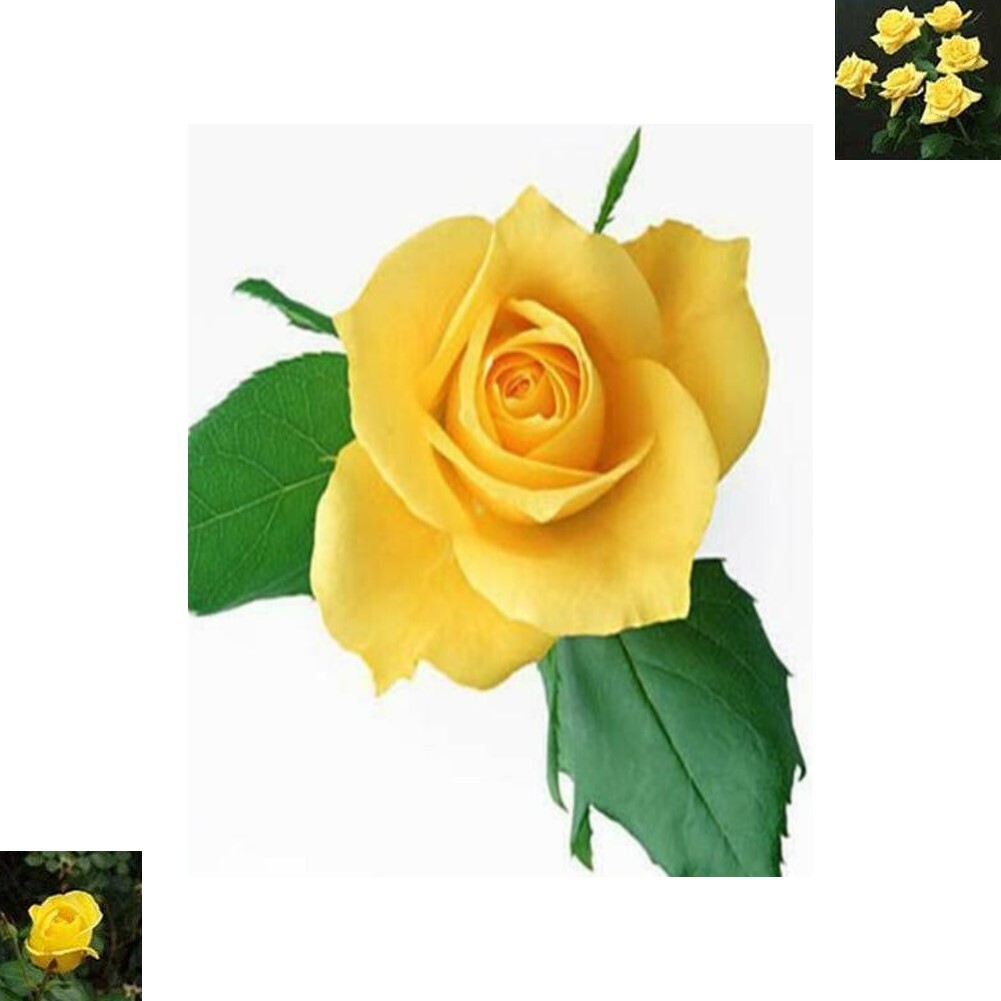 Alaaeddin 100 stücke Gelbe Blumensamen Garten Pflanzen