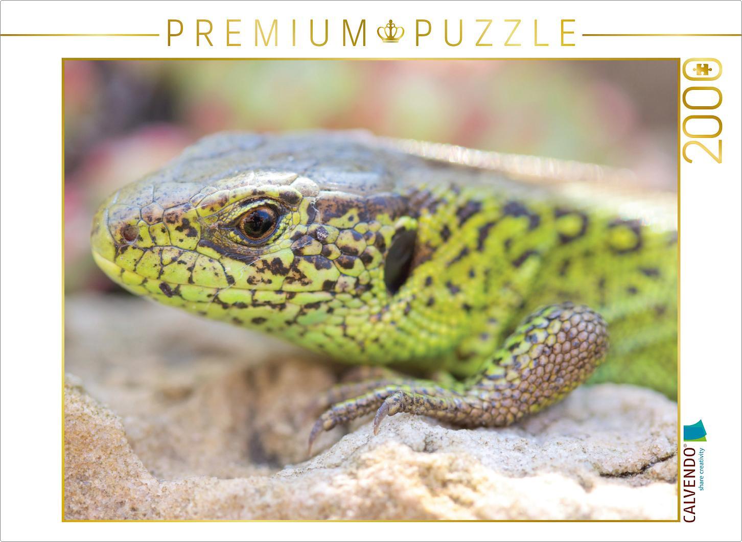 CALVENDO Puzzle Zauneidechse 2000 Teile Puzzle quer | 2000 Teile Lege-Größe 90x67cm Foto-Puzzle für glückliche Stunden