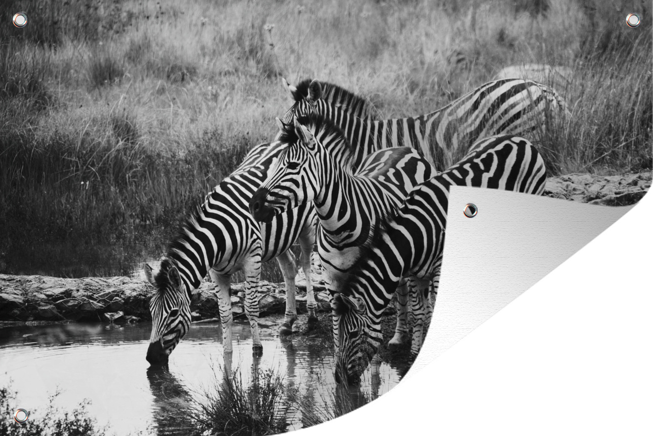 MuchoWow® 90x60 cm Outdoor-Poster Gartendeko Sichtschutz Garten Poster für den Garten Trinkende Zebras 133|38228702