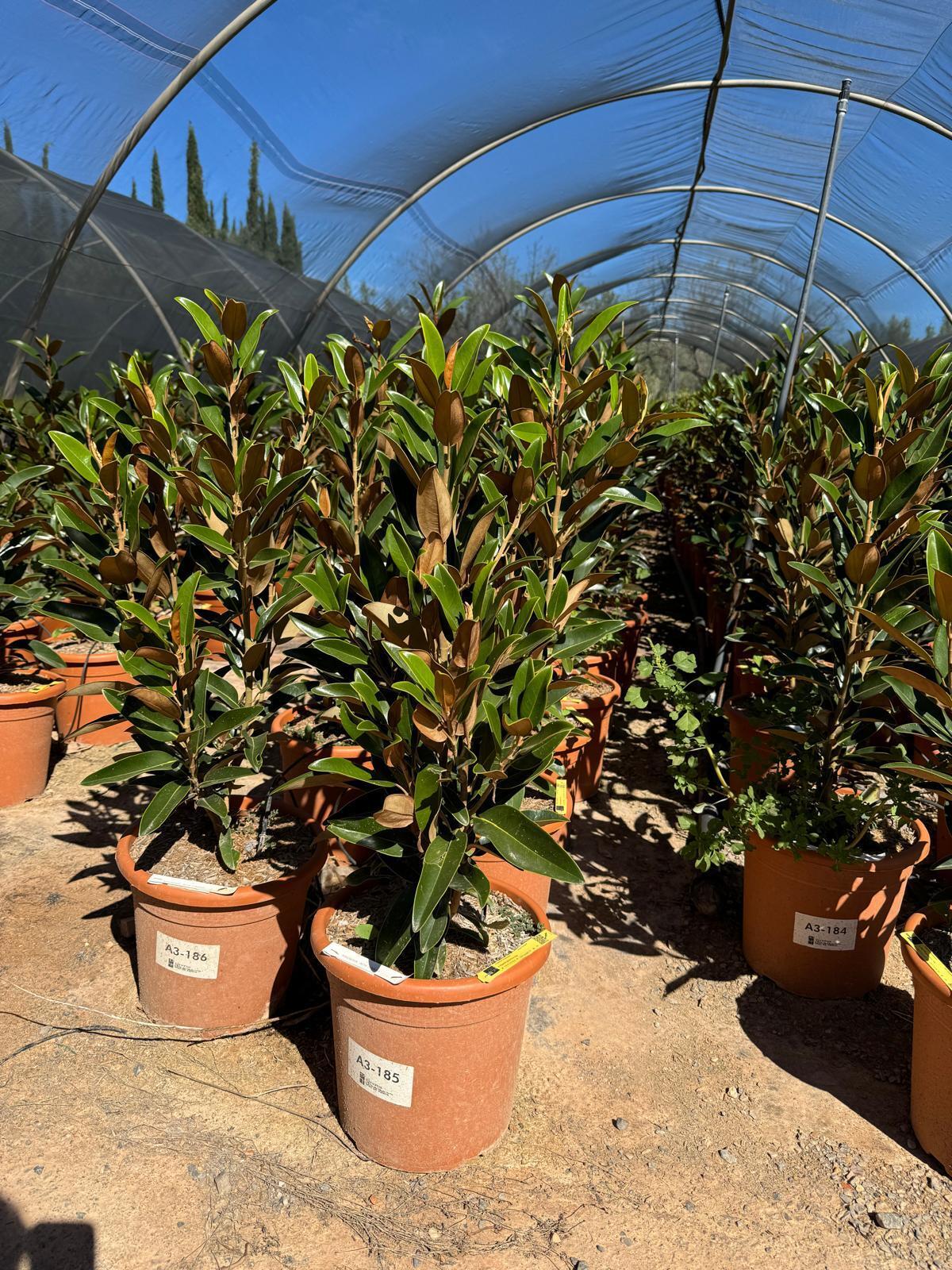 Sunny Tree - Magnolia Grandiflora 'Alta' 110-120 cm - Winterhart