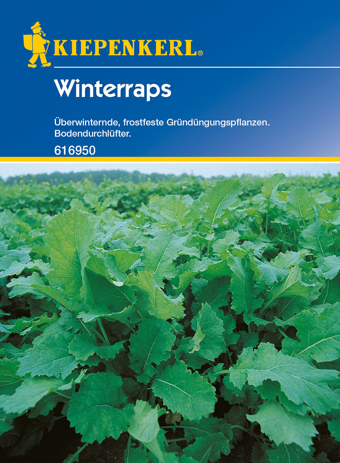 winterraps