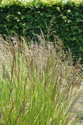 GRDplanten 6 x Deschampsia cesp. 'Bronzeschleier' - Wald Schmiele - Topf 9 x 9 cm