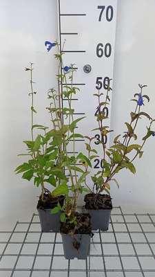 GRDplanten 6 x Salvia patens 'Royal Blue' - Sternmoos - Topf 9 x 9 cm