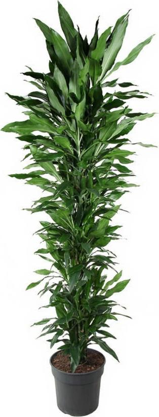 Pflanzen-für-dich.de Drachenbaum Dracaena Janet Lind verzweigt - 21 cm Topf, 70 cm Höhe