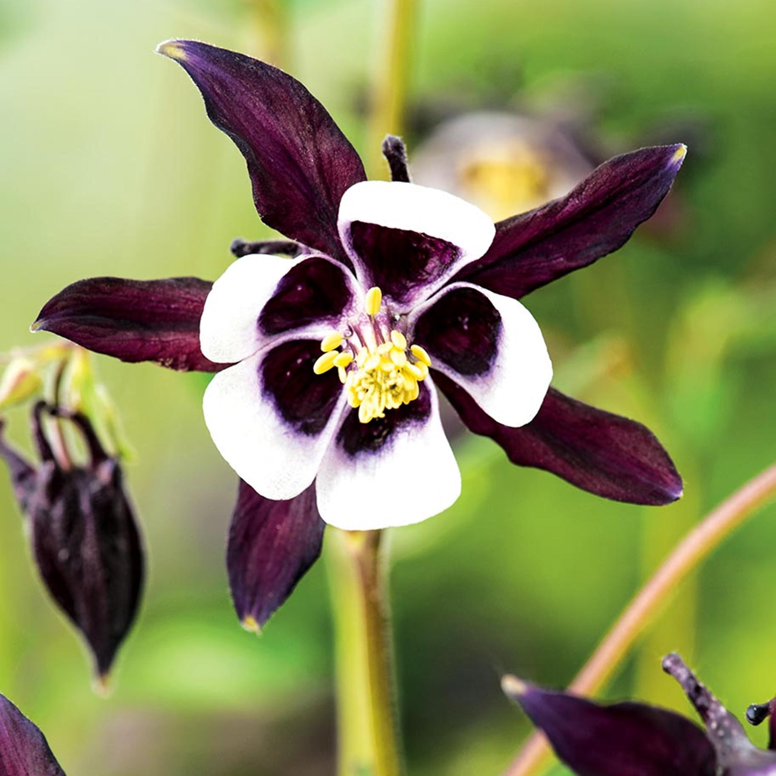 Benex Akelei Rhizom Staude Aquilegia Gemeine Akelei Wald-Akelei William Guiness 1 St.