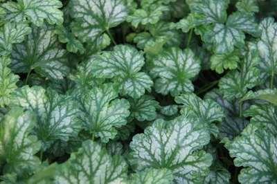GRDplanten 6 x Heuchera hybr. 'Paris' - Purpurglöckchen - Topf 9 x 9 cm