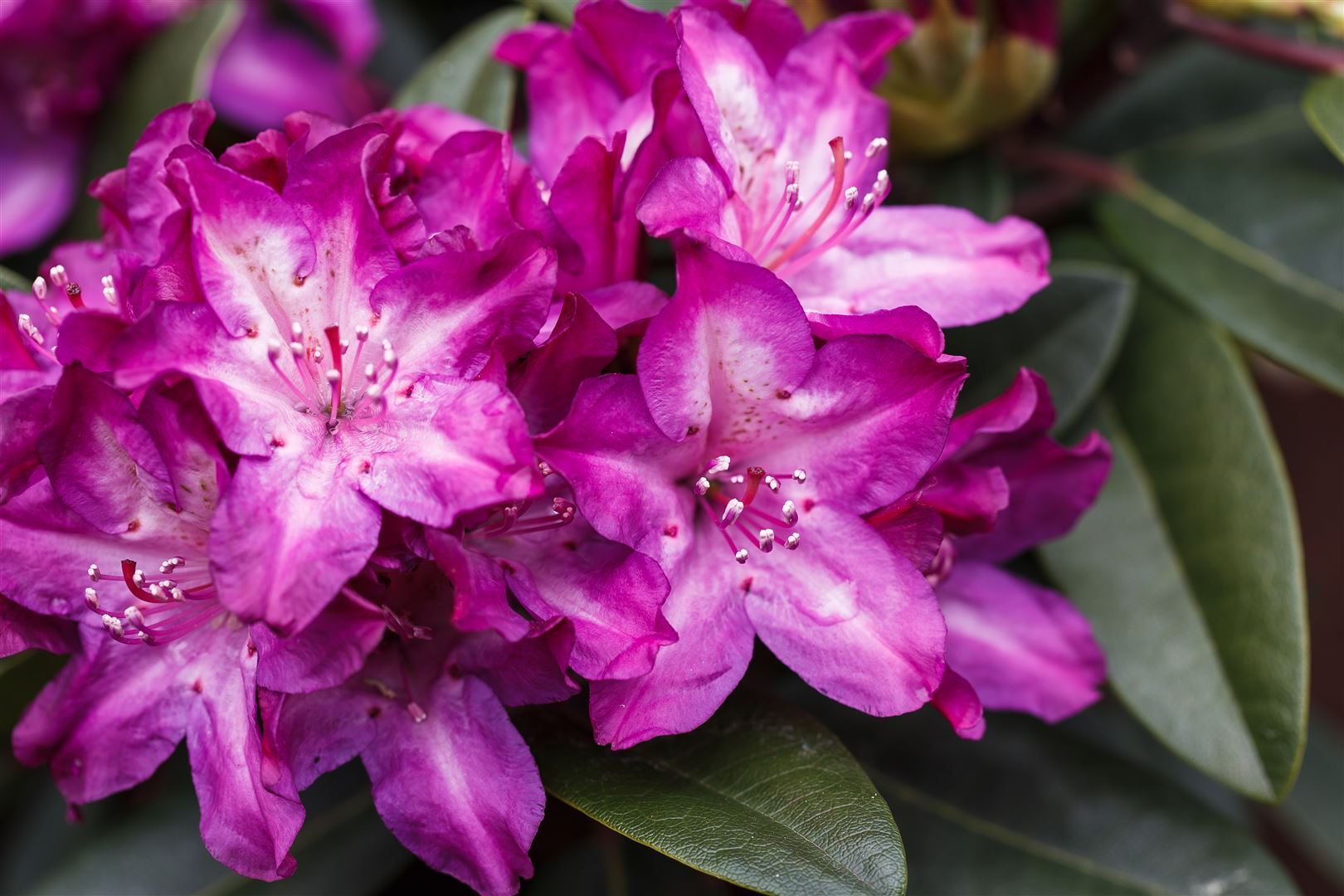 Pflanzen-für-dich.de Rhododendron Hybr. 'Anatevka', immergrün, rosa Blüten, 40–50 cm