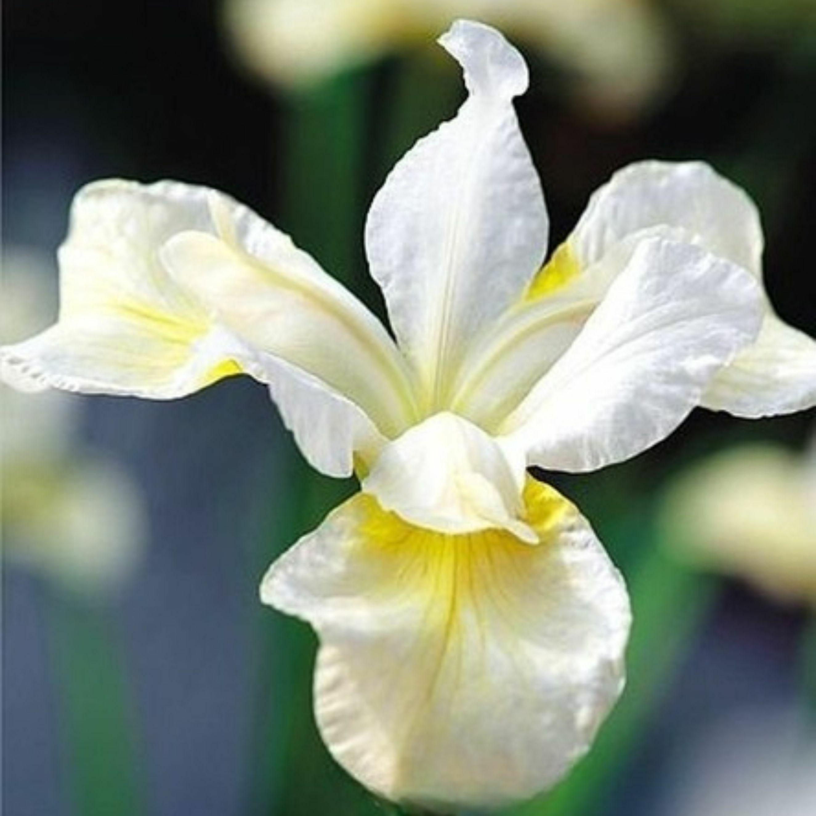 Benex Iris Rhizom Staude Iris Sibirische Sumpf-Schwertlilie Snow Queen 1 St.