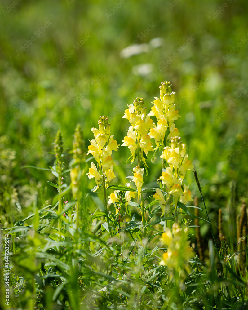 Blumen Eber Gewöhnliches Leinkraut - Linaria vulgaris - Zierliche Wildstaude mit Löwenmäulchen-Charme, im Topf 12 cm - 12 cm WS_Linaria12