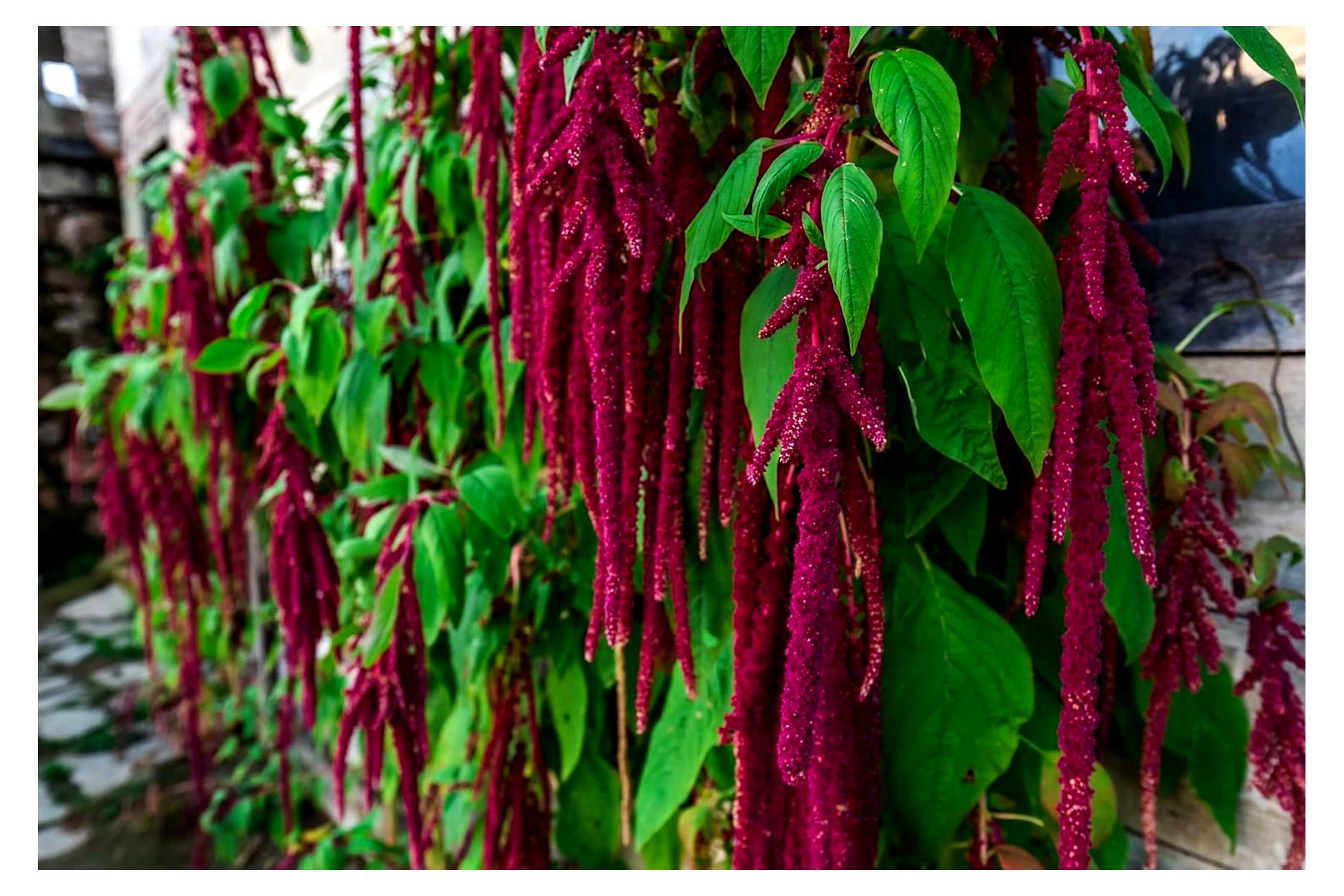 Markenlos Garten-Fuchsschwanz Rot Amaranthus Caudatus Zierpflanze Blumen