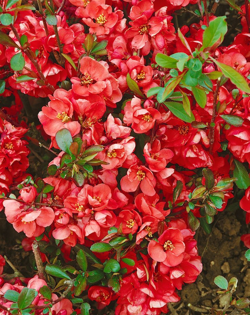 Pflanzen-für-dich.de Chaenomeles 'Hollandia', Zierquitte, rot, 60–80 cm