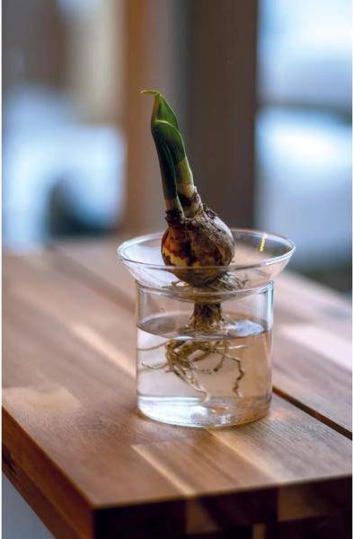 Oasis of Life Vermehrungsvase S – Ø9cm x H8cm – Glas Vase zur Pflanzenvermehrung – Ideal für Samen, Nüsse, Blumenzwiebeln & Stecklinge – Lehrreich & dekorativ