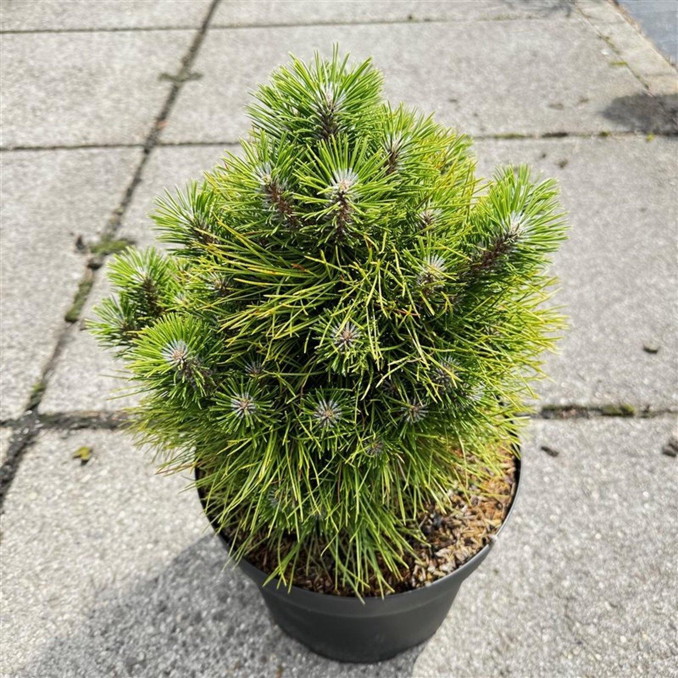 GRDplanten Pinus tabulaeformis 'Shenyang' - Chinesische Kiefer | 30-40 cm im topf