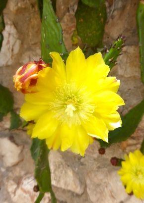 Tropica Kakteen – Hängender Feigenkaktus Samen | Opuntia humifusa | Winterharte Kakteenspezies