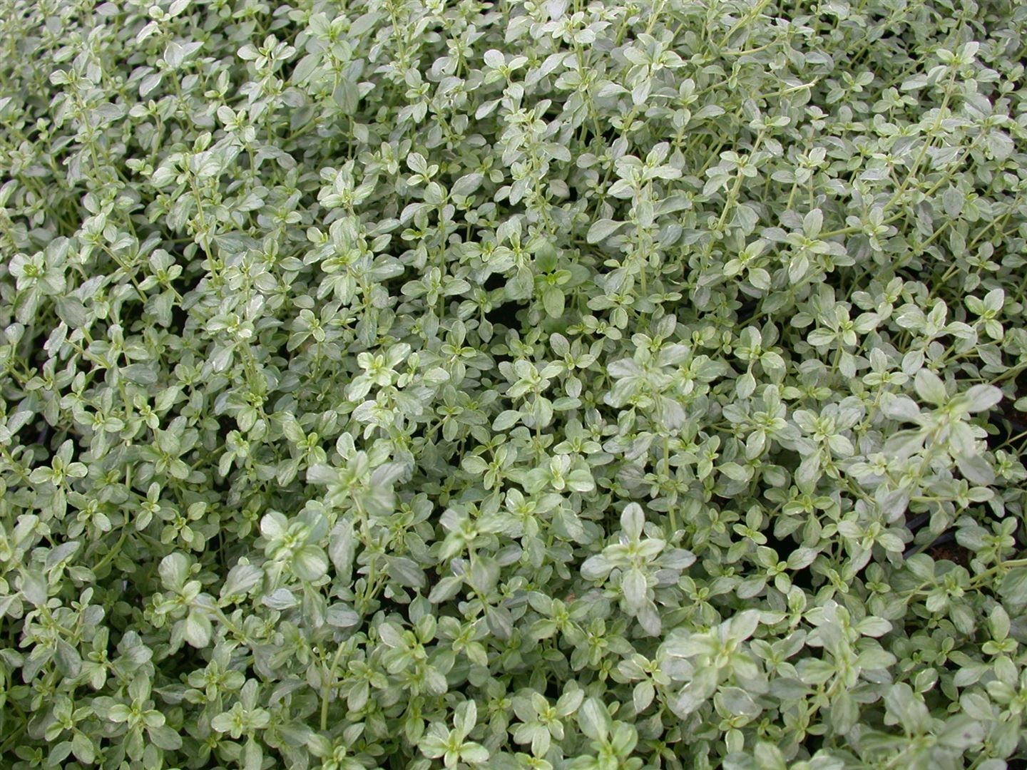 Pflanzen-für-dich.de Thymus x citriodorus 'Silver Queen', Zitronenthymian, ca. 9x9 cm Topf SANA003515