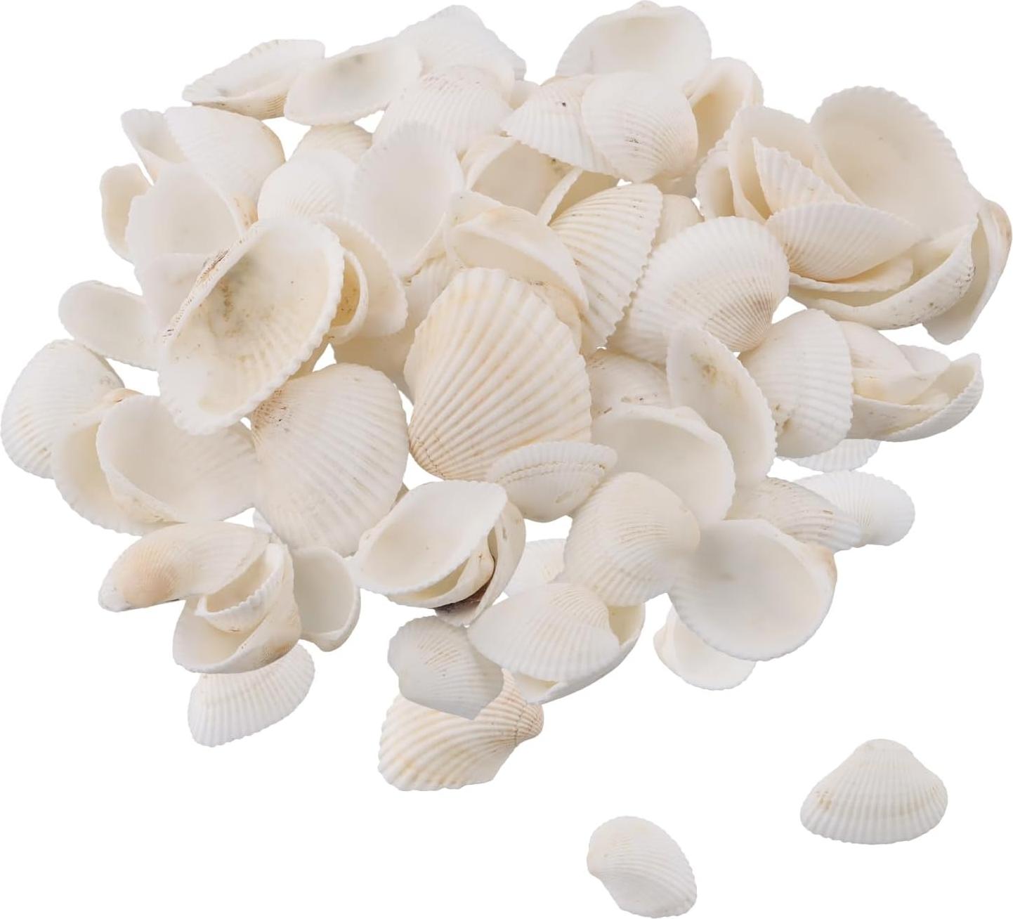 Markenlos Kleine Meeresmuscheln - 180 g weiße Jakobsmuscheln - natürliche Muscheln aus dem Meer - Strandmuscheln zum Basteln - Strandthema Feier Hausdekorationen - DIY Handwerke