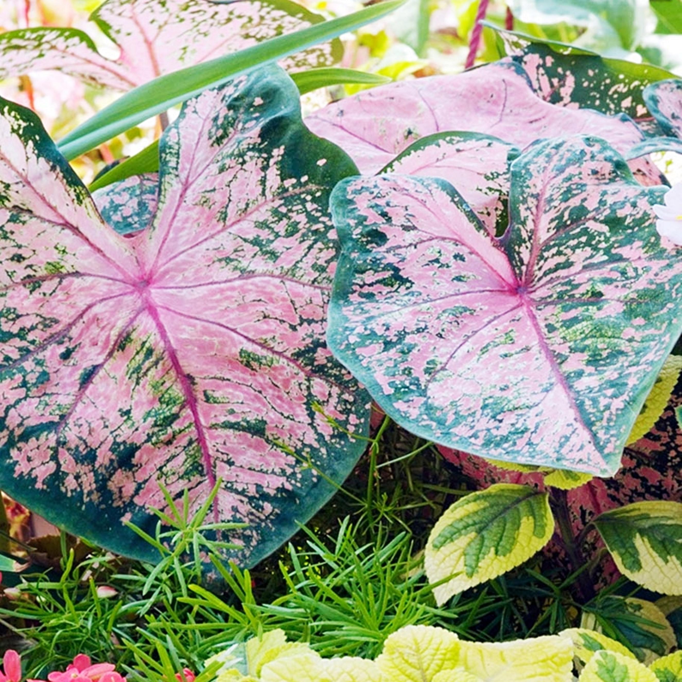 Benex Caladium Knolle bunt Buntblätter Kaladien Buntwurz Kaladium Fire Chief 1 St.
