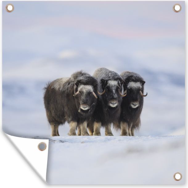 MuchoWow® 50x50 cm Outdoor-Poster Gartendeko Sichtschutz Garten Poster für den Garten Moschusochse - Schnee - Freunde 133|341445837